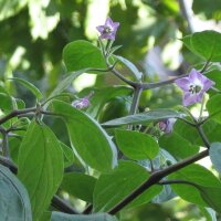 Chile manzano, rocoto (Capsicum pubescens) semillas