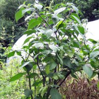 Chile manzano, rocoto (Capsicum pubescens) semillas