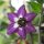 Chile manzano/ rocoto (Capsicum pubescens) semillas