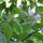 Chile manzano/ rocoto (Capsicum pubescens) semillas