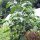 Chile manzano, rocoto (Capsicum pubescens) semillas