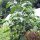Chile manzano/ rocoto (Capsicum pubescens) semillas
