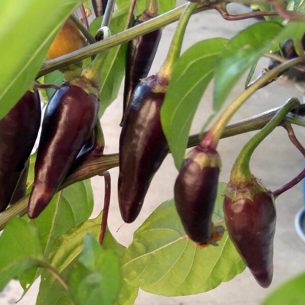 Chile Chilaca (Capsicum annuum) semillas
