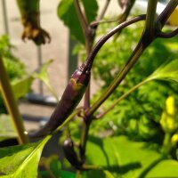 Chile Chilaca (Capsicum annuum) semillas