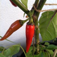 Chile Chilaca (Capsicum annuum) semillas