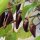 Chile Chilaca (Capsicum annuum) semillas