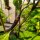Chile Chilaca (Capsicum annuum) semillas