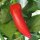 Chile húngaro de cera Hungarian Hot Wax (Capsicum annuum) orgánico semillas