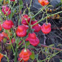 Chile campanilla Bishops Crown (Capsicum baccatum) orgánico semillas