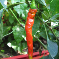 Pimiento Lombardo “Lunga Sigaretta” (Capsicum...