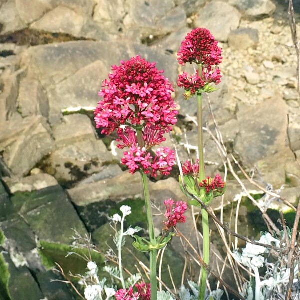 Centranto (Centranthus ruber) semillas