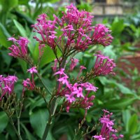 Centranto (Centranthus ruber) semillas