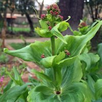 Centranto (Centranthus ruber) semillas