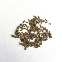 Centranto (Centranthus ruber) semillas