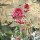Centranto (Centranthus ruber) semillas