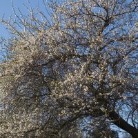 Cerezo silvestre (Prunus avium subsp. avium) semillas