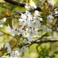 Cerezo silvestre (Prunus avium subsp. avium) semillas