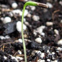 Perifollo bulboso (Chaerophyllum bulbosum) semillas