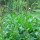 Espárrago de los pobres (Chenopodium bonus-henricus) semillas