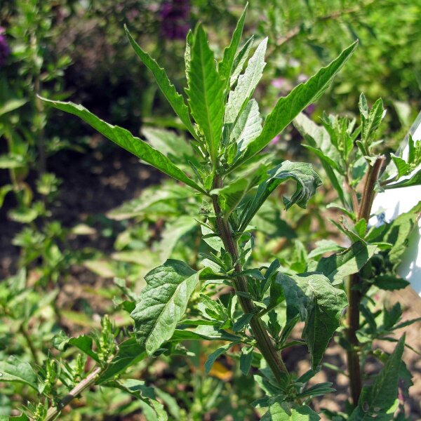 Epazote (Chenopodium ambrosioides) semillas