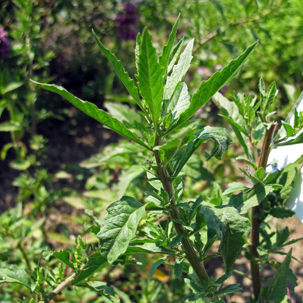 Epazote (Chenopodium ambrosioides) semillas