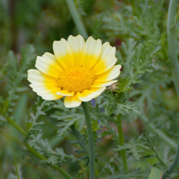 Flor de muerto (Chrysanthemum coronarium) semillas