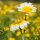 Flor de muerto (Chrysanthemum coronarium) semillas