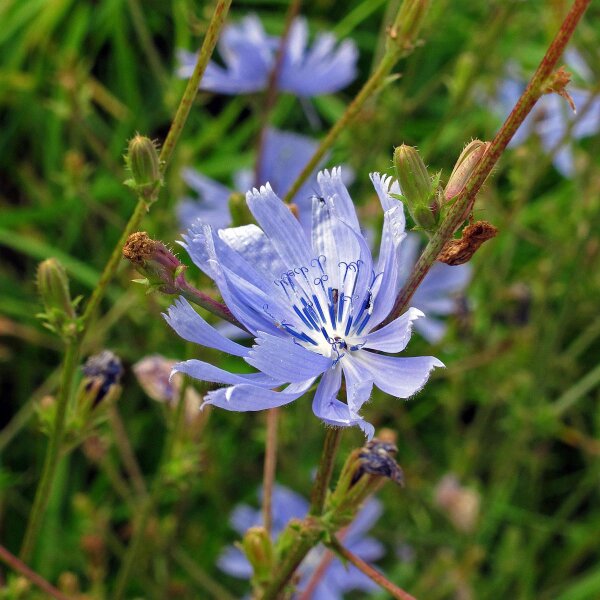 Radicheta salvaje Di Bruxelles (Cichorium intybus) semillas