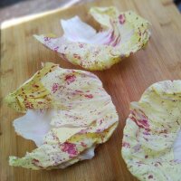 Radicchio / Escarola Variegata di Castelfranco (Cichorium intybus var. foliosum) semillas