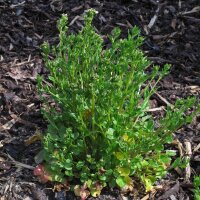 Hierba de cucharas (Cochlearia officinalis) semillas