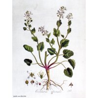 Hierba de cucharas (Cochlearia officinalis) semillas