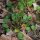 Hierba de cucharas (Cochlearia officinalis) semillas