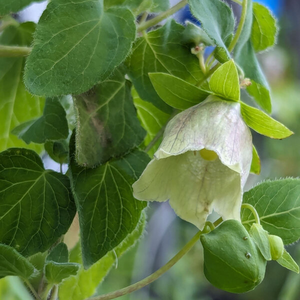 Dang Shen (Codonopsis pilosula) semillas