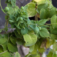 Dang Shen (Codonopsis pilosula) semillas