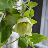 Dang Shen (Codonopsis pilosula) semillas