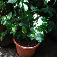 Cafeto arábigo (Coffea arabica) semillas