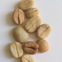 Cafeto arábigo (Coffea arabica) semillas