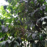 Café robusta (Coffea canephora) semillas