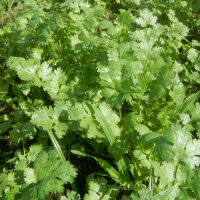 Cilantro (Coriandrum sativum) semillas