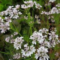 Cilantro (Coriandrum sativum) semillas