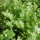 Cilantro (Coriandrum sativum) semillas