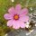 Cosmos (Cosmos bipinnatus) semillas