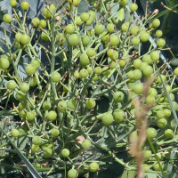 Crambe marítimo (Crambe maritima) semillas