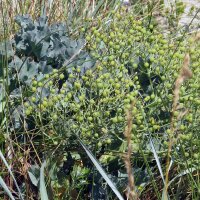 Crambe marítimo (Crambe maritima) semillas