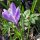 Crocus silvestre (Crocus tommasinianus) semillas