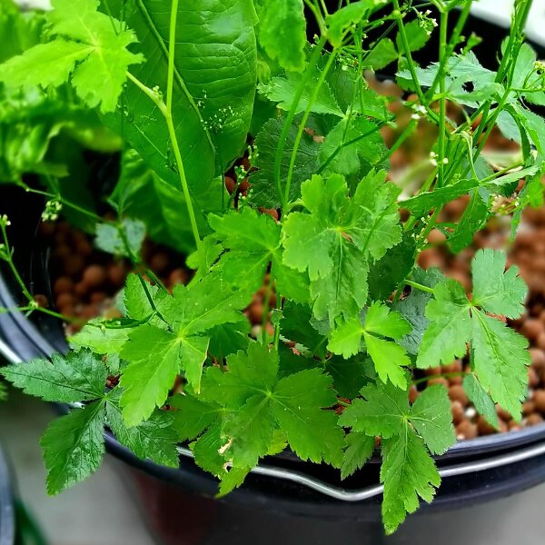 Perejil japonés / Mitsuba (Cryptotaenia japonica) semillas
