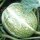 Calabaza cabello de ángel / Lacayote (Cucurbita ficifolia) semillas
