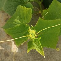 Pepino blanco White Wonder (Cucumis sativus) semillas