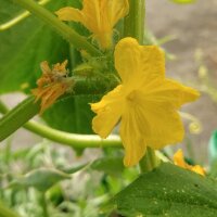 Pepino blanco White Wonder (Cucumis sativus) semillas