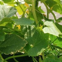 Pepino blanco White Wonder (Cucumis sativus) semillas